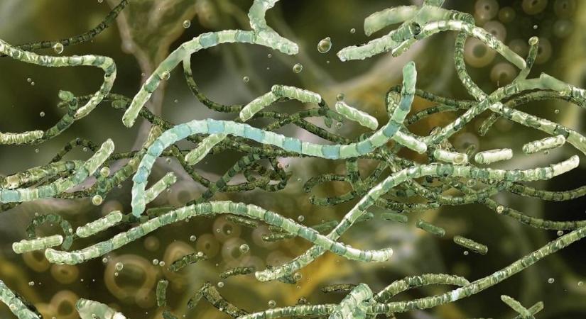 Botrány a világ legnagyobb élelmiszercégénél, már Magyarországra is begyűrűzött: ezekre a termékekre adott ki riasztást a hatóság