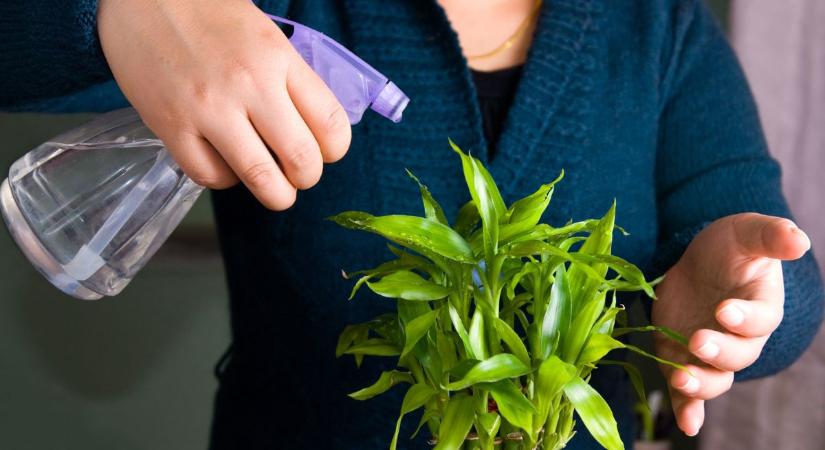 Vonzd be a jó energiákat – 5 szobanövény, ami szerencsét hoz az új évben