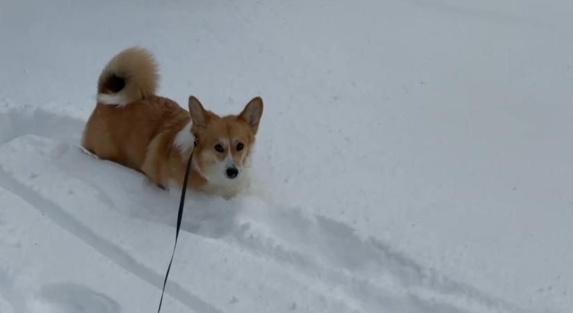 Didergő négylábúak: hogyan sétáltassuk a kutyánkat a fagyos hóban?