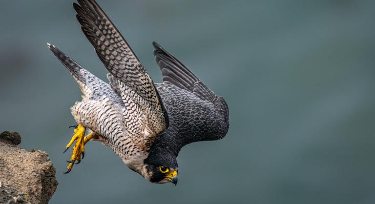 320 km/órával csap le áldozataira, de a kihalás elől alig tudott elkanyarodni