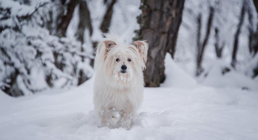 Az extrém hideg a házi kedvencekre is veszélyes