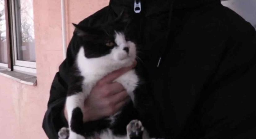 Macskái mentették meg a hatvani férfi életét – percek választották el a tragédiától