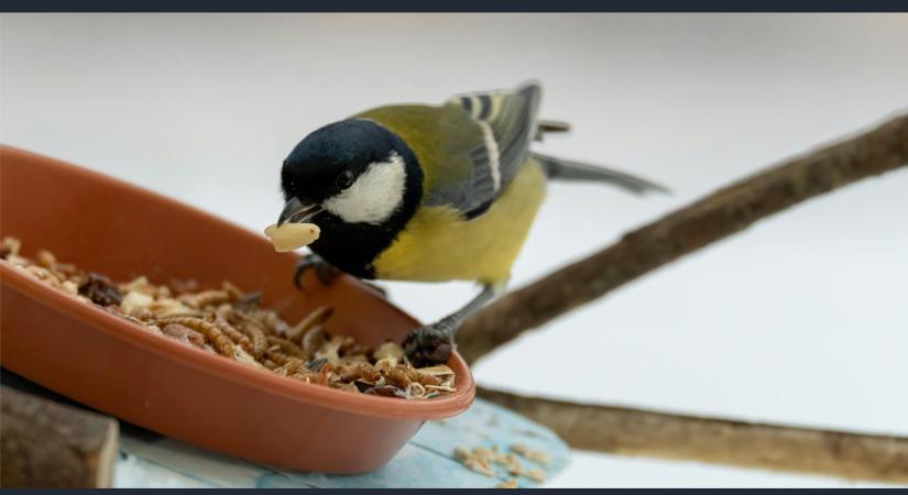 Most etesd a madarakat!