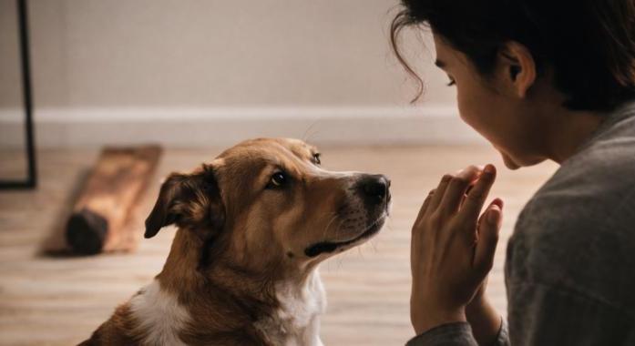 A „négylábú árnyék” jelenség: Miért követ a kutyád mindenhova?