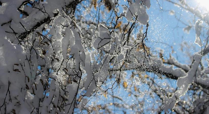 Le kell takarítani a havat a növényekről?