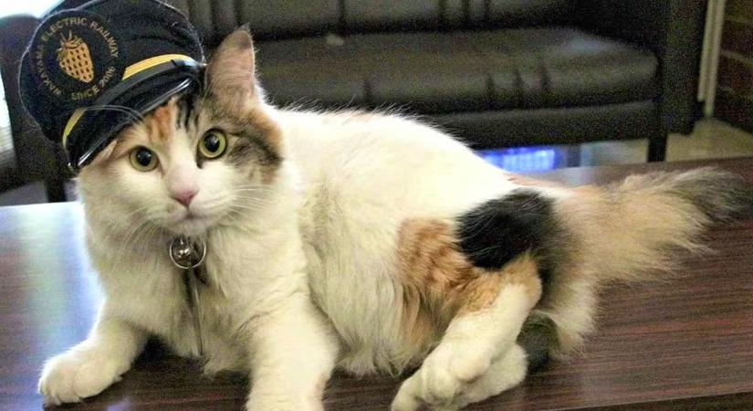 Újabb macskát neveztek ki állomásfőnöknek Japánban – videó