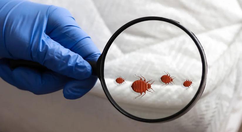 Hiába a higiénia, mégis kukacok jelennek meg a párnán? Így tehetünk ellene
