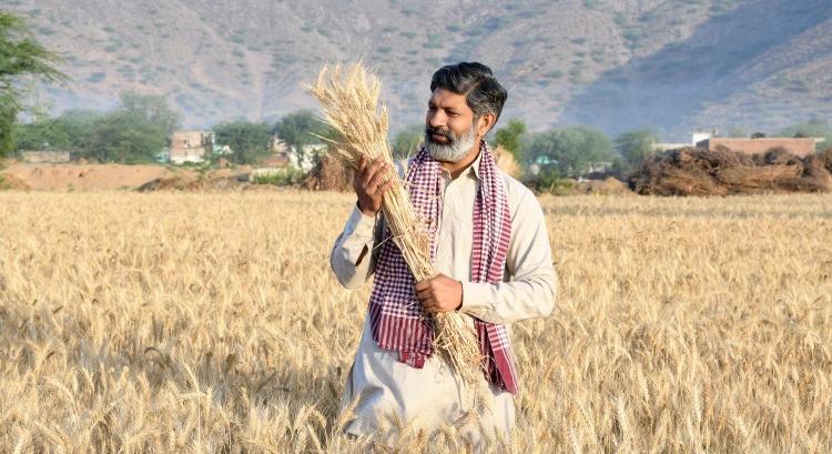 Így befolyásolja India a búza- és a napraforgóárakat