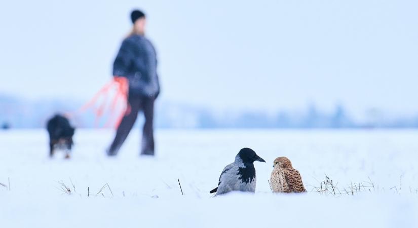 Mínuszok és intenzív ónos esőzés jön, de nem mindenki ugyanannyit kap belőlük – előrejelzés