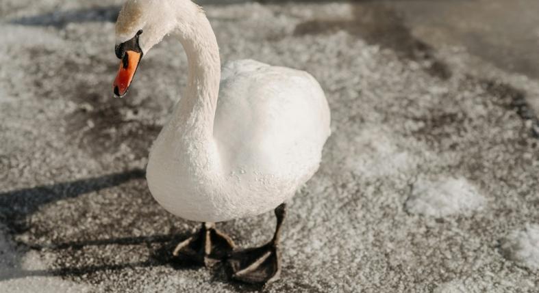 Befagyott hattyút látsz a vizen? Így segíthetsz, ha bajban van