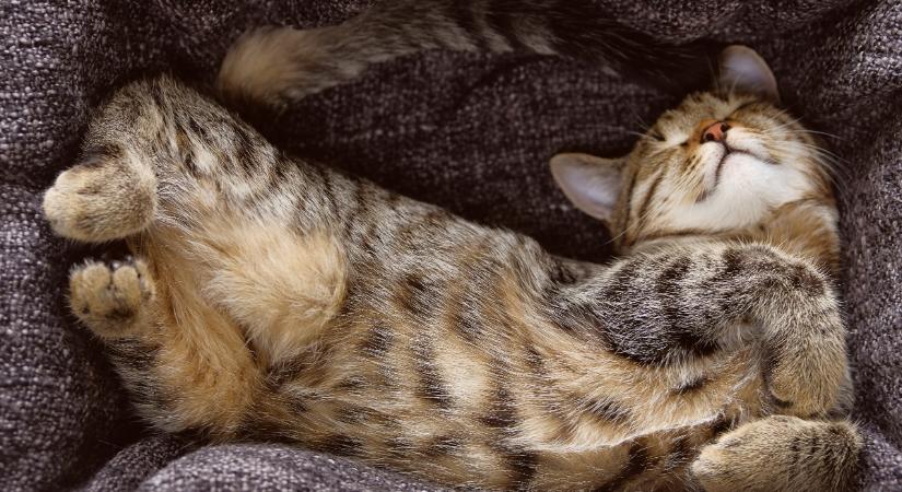 Erre utal, ha megváltoztak macskád alvási szokásai télen