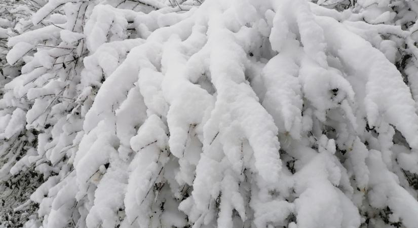 Vigyázz! A hó tönkreteheti a fáidat, növényeidet! Ezt kell tenned a védelmükben!