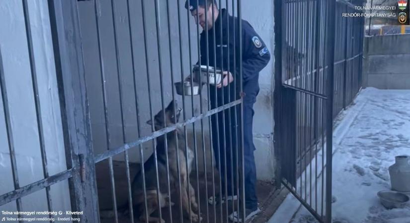 A kutyahideg idején is figyelnek a rendőrség négylábúira (videóval)