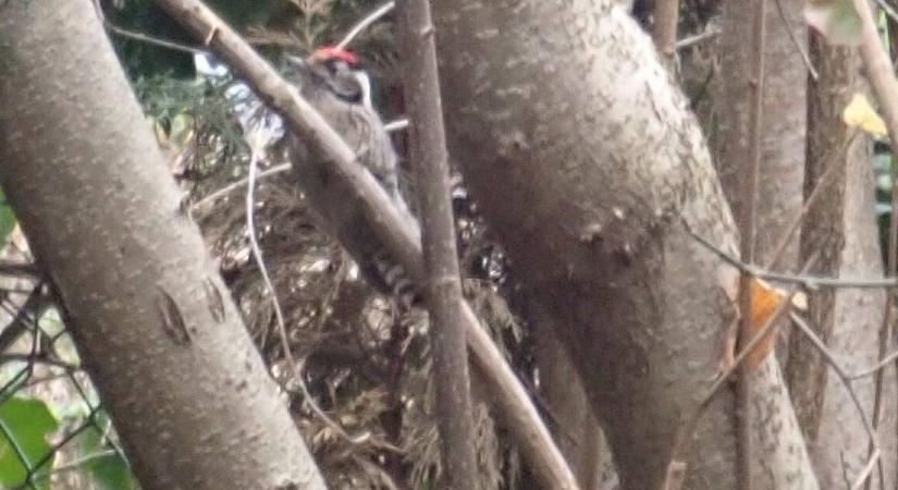 Változásban a madárvilág: kié az égbolt?