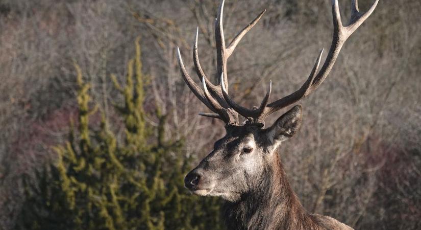 Eddig rettegésben tarthatták a hevesi településeket, de a polgármesterek megkapták a felhatalmazást, hogy intézkedjenek!
