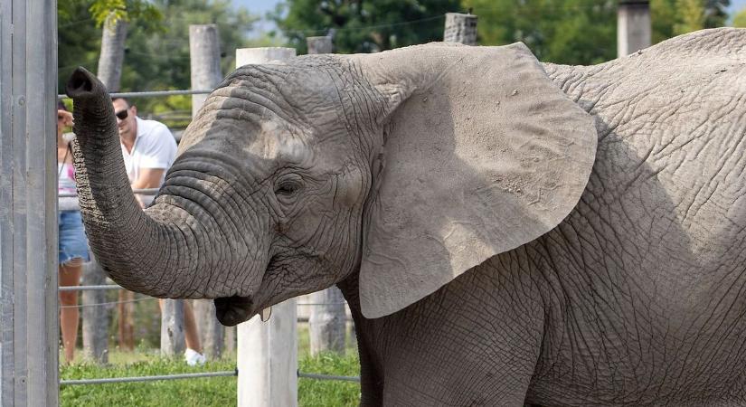 Ezt a videót látnod kell - Nem hiszed el mit evett a győri állatkert elefántja