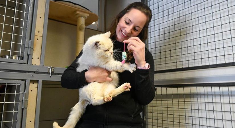 Hiánypótló újdonság Vasban: cicákat és nyuszikat is fogad az első kisállatpanzió