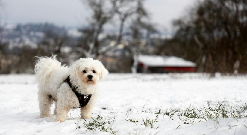 Megérkeztek a kemény mínuszok - életbevágó tanácsok kutyatartóknak a Rexesektől
