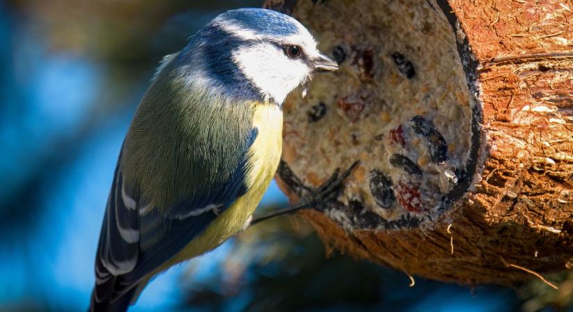 A téli madáretetés lehet az utolsó mentsvára az állatoknak, de csak ha helyesen csináljuk!