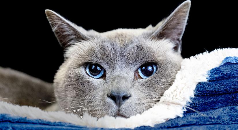 Így tarthatod melegen rövid szőrű vagy kopasz macskádat