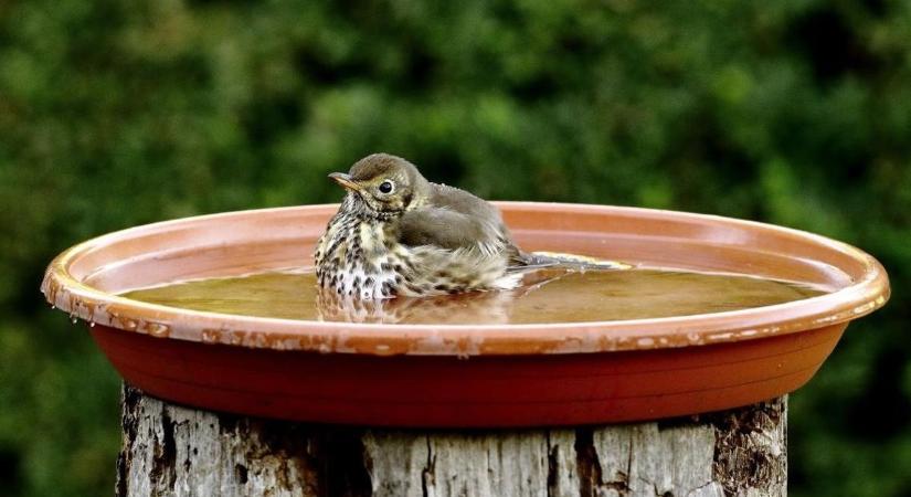 Ez a dalosmadár lett 2026-ban az év madara