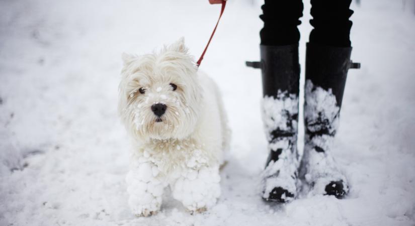 Extrém hideg: kutyatartóként erre figyelj nagyon – A négylábúakat is óvni kell a fagytól