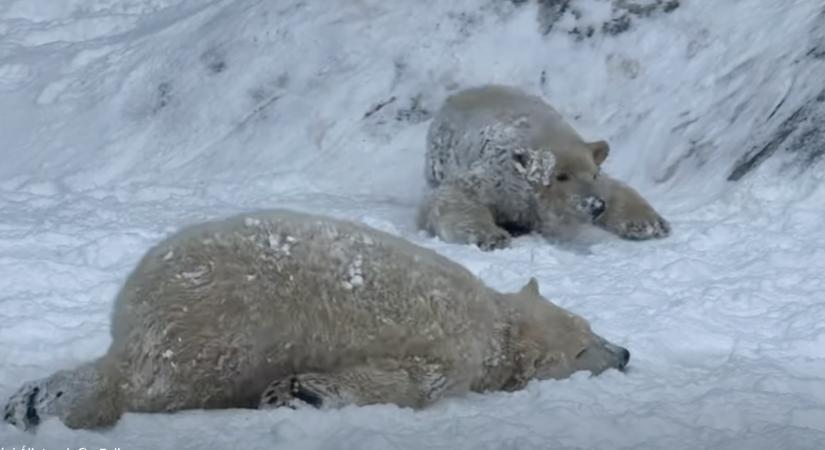 Már az USA-ba is eljutott a hótól extázisba eső nyíregyházi jegesmedvebocsok híre
