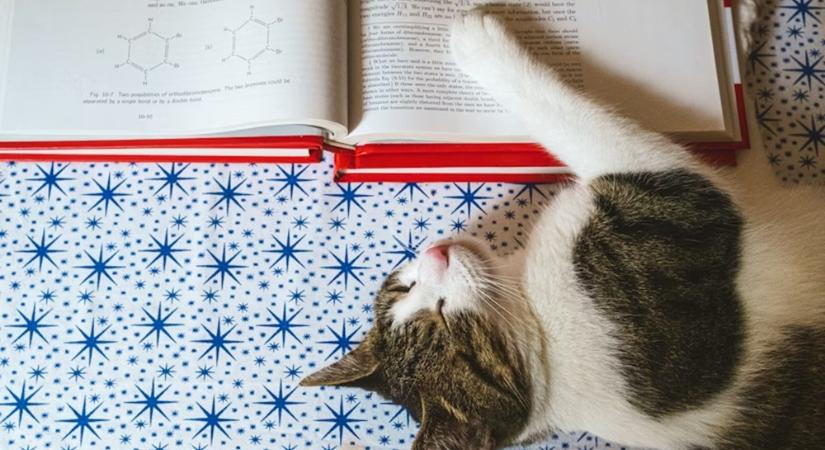 Tudnak-e olvasni az állatok? – Nem úgy, ahogy mi, de a történet így is meglepő