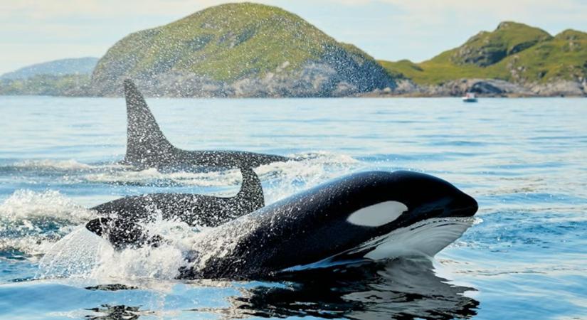 2025 legfurcsább természetkutatási felfedezései – amikor a tudomány maga is meglepődik