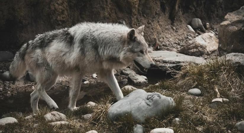 Farkasok, fák és félreértések – mi történt valójában Yellowstone-ban?