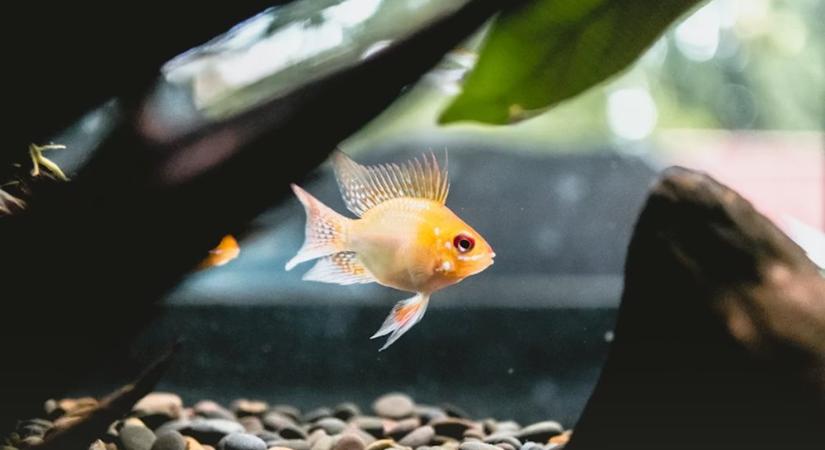 Télen romlik meg gyakrabban az akvárium egyensúlya – miért?