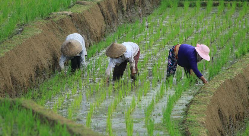 A tejtermékek és a hús ára csökkent, a cukoré nőtt