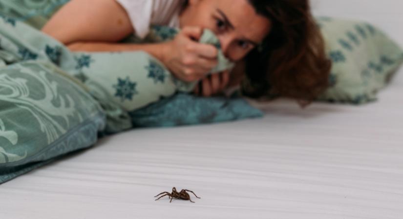 3 ok, amiért TILOS lecsapni a pókot a falon: komoly gondokat okozhatsz magadnak vele!