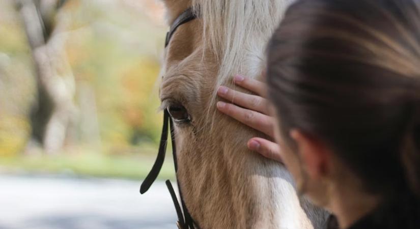 Miért működik a lóterápia akkor is, ha a ló „nem csinál semmit”?