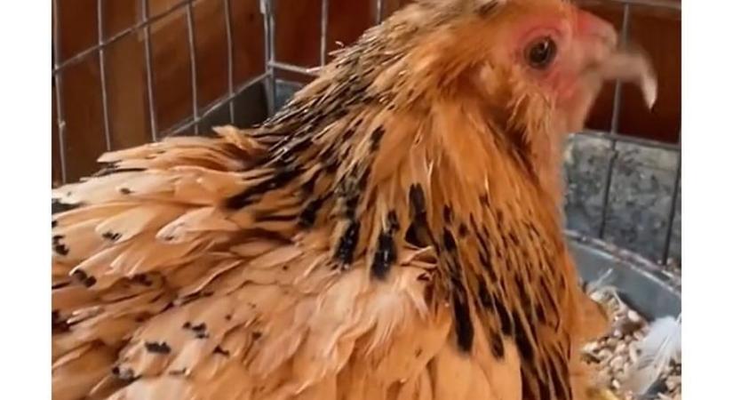 Titokzatos állatbetegség miatt zárják le a határokat