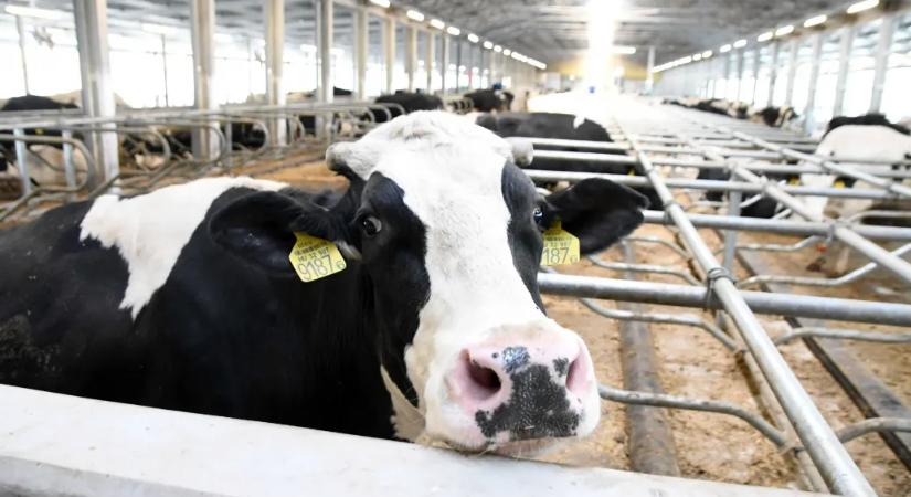 „170 forint egy liter tejet megtermelni, és most 70-et ajánlanak érte” – összeomlással indítja az évet a hazai tejpiac