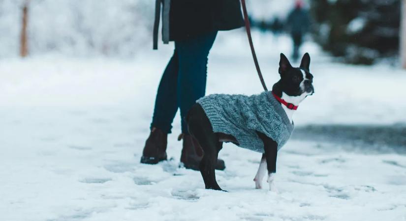 Vörös kód: így védd a kutyádat az extrém hidegben