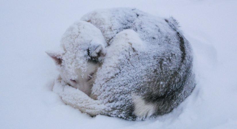 Rengeteg állat van most veszélyben itthon: így előzhetjük meg a tragédiát