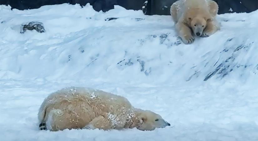 Az Egyesült Államokban is felfigyeltek a Nyíregyházi Állatpark hóban játszadozó jegesmedvebocsaikra