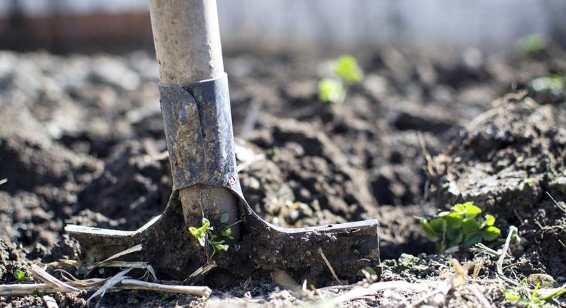 Letartóztattak egy férfit, aki egy Győr környéki erdőben bántalmazta, majd megásatta volt élettársával saját sírját