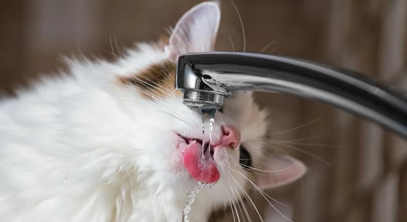 Ezért iszik a macska inkább csapból és kerüli a tálat – Macskatartóknak kötelező olvasmány