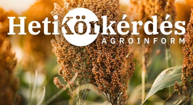 A takarmányipar favoritja a cirok. Mi a 2026. évi hibridkínálat? – Heti Körkérdés
