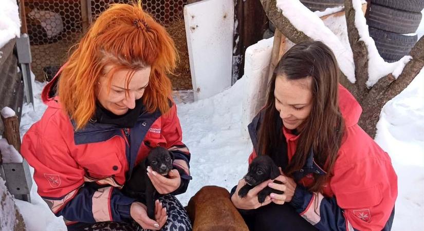 Majdnem megfagyott nyolc kis vizsla, háromhetes kiskutyákat mentettek meg a brutális hidegben