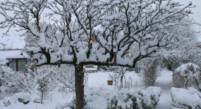 Hó alatt a növények – ha ezekre figyelsz, tavasszal pompázni fog a kerted