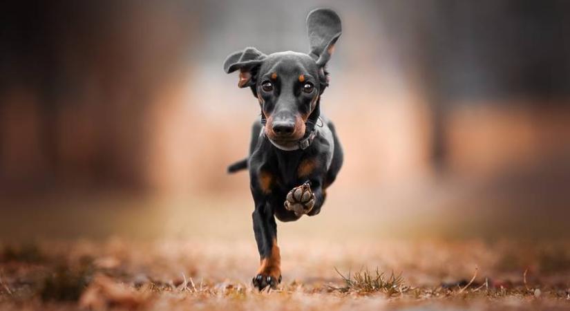 Ezek a kutyák élnek a legtovább: vajon a te kedvenced is köztük van?