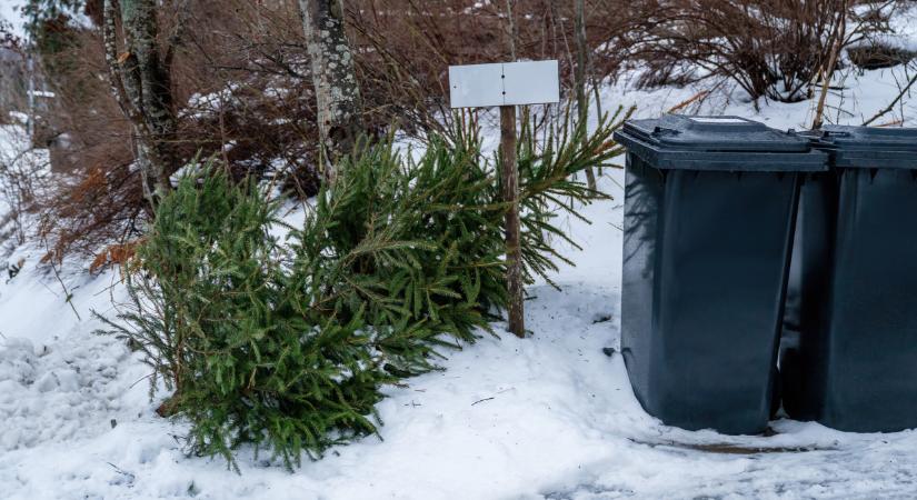 Kezdődik a fenyő elszállítás Budapesten: ide lehet kitenni a karácsonyfákat kerületenként a MOHU térkép szerint