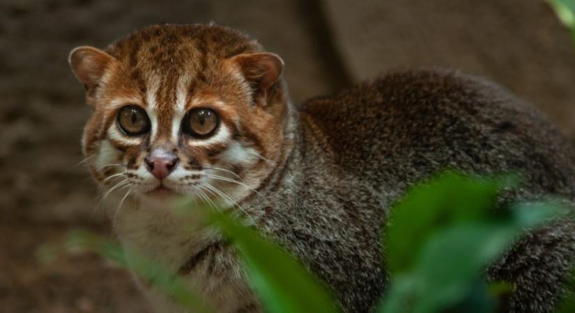 7 érdekesség a laposfejű macskáról: a mosómedvék egyedi szokását is megfigyelték náluk