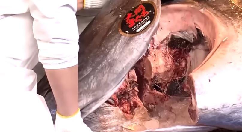 Az a bizonyos 3,2 milliós hal – A nap videója