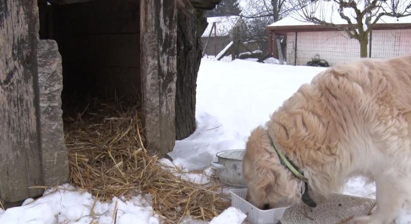 „Szalmázzuk be együtt a kutyaházakat” - dolgoznak az állatvédők