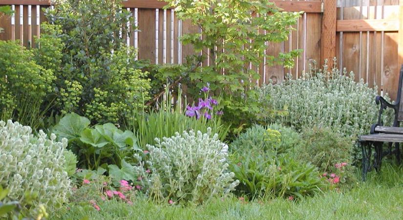 A kerttervezés láthatatlan hibái, amik csak évek múlva bosszulják meg magukat